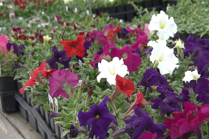 A gardening to-do list for March